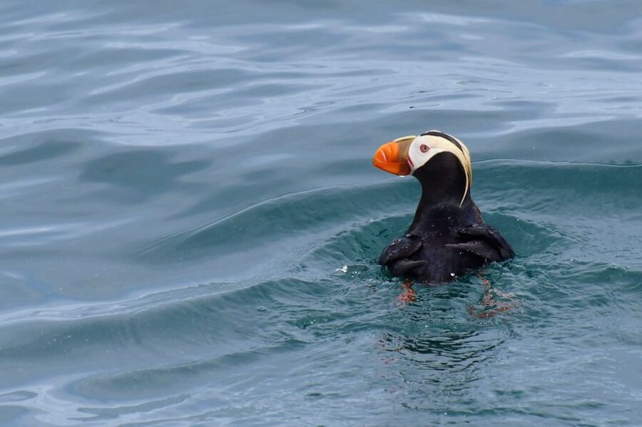 Seward: Resurrection Bay Orca Quest Cruise - Wildlife beyond orcas: the bonus show you’ll want to notice