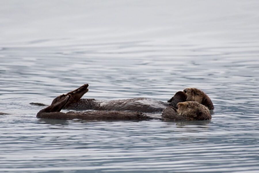 Seward: Resurrection Bay Orca Quest Cruise - Hydrophone moments: the underwater call chance
