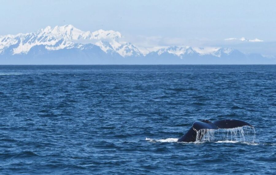Seward: Spring Wildlife Guided Cruise - Key things that make this cruise worth your time