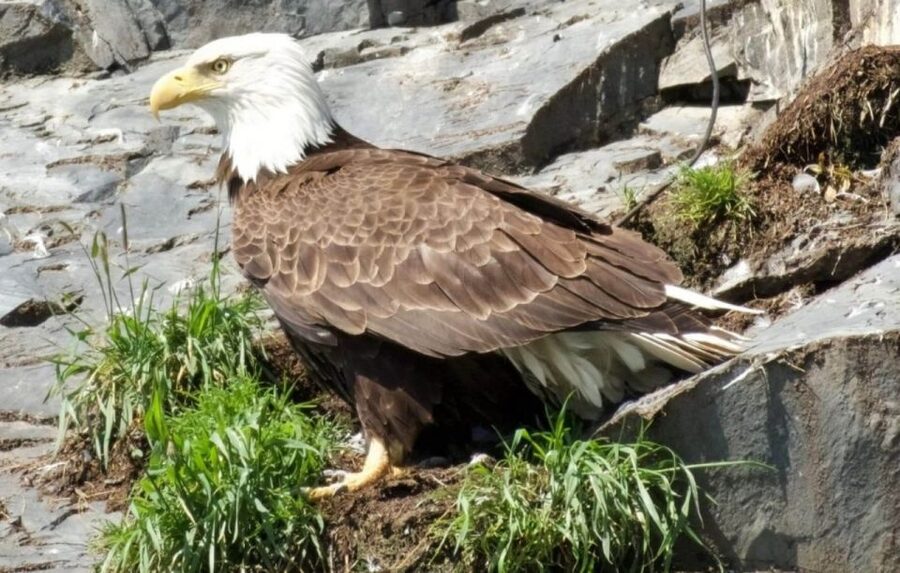 Seward: Spring Wildlife Guided Cruise - Why a Seward spring cruise hits the wildlife sweet spot