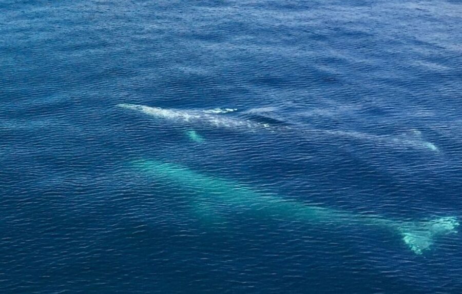 Seward: Spring Wildlife Guided Cruise - Comfort tips for spring wind (so you can focus on wildlife)