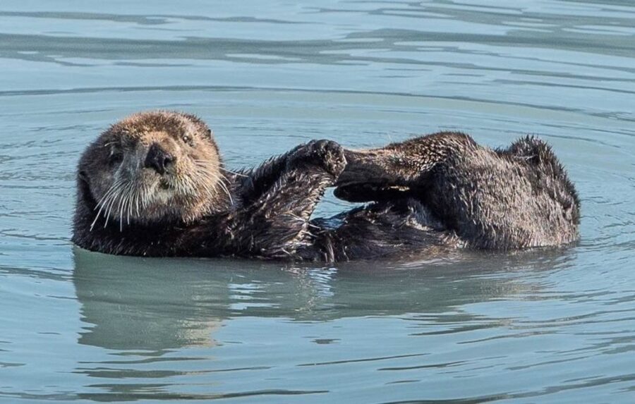 Seward: Spring Wildlife Guided Cruise - Price and value: is $112 a good deal for 4 hours?