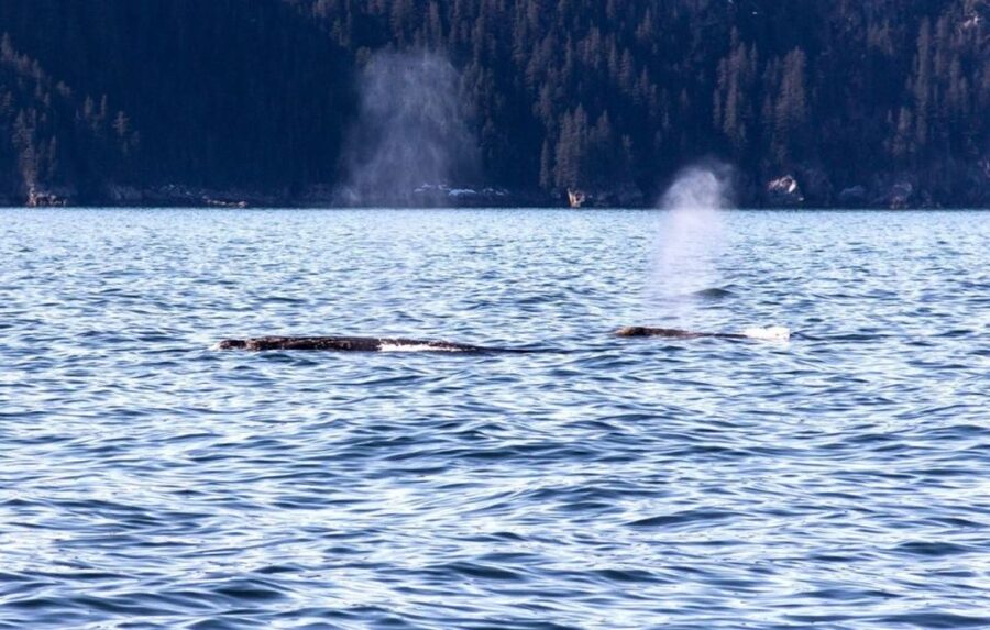 Seward: Spring Wildlife Guided Cruise - Who this cruise is best for (and who should adjust expectations)
