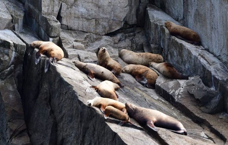 Seward: Spring Wildlife Guided Cruise - Should you book this Seward spring wildlife cruise?