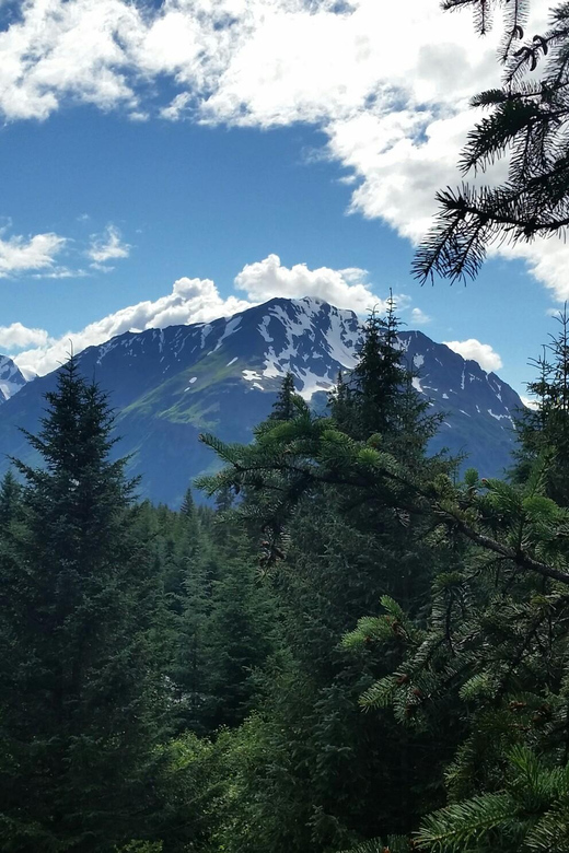 Seward: Stoney Creek Canopy Tour with Zipline - Price and Time: Is $179 Good Value for 2.5 Hours?