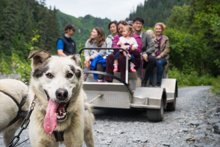 Seward: Summer Dog Sled Ride and Seavey Estate Tour - Key Things to Know Before You Go