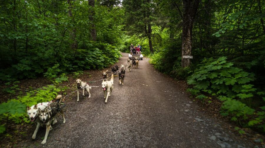 Seward: Summer Dog Sled Ride and Seavey Estate Tour - Summer Dog Sled Ride in Seward: What It Feels Like