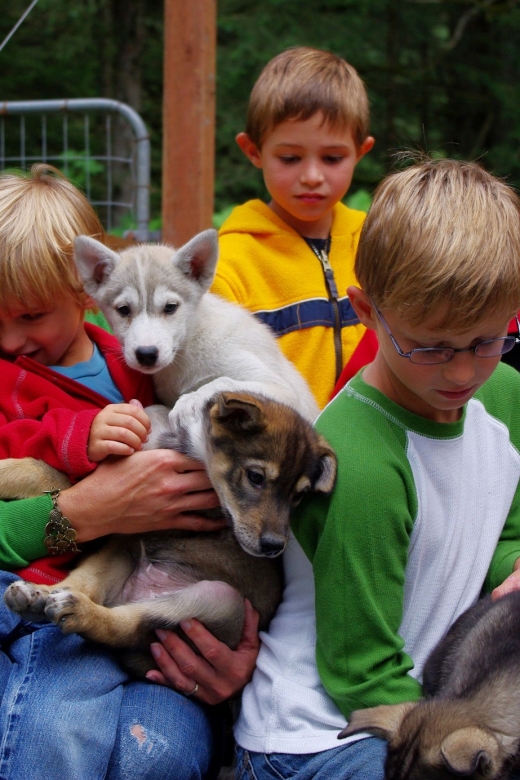 Seward: Summer Dog Sled Ride and Seavey Estate Tour - The Equipment and Iditarod Story You’ll Actually Remember