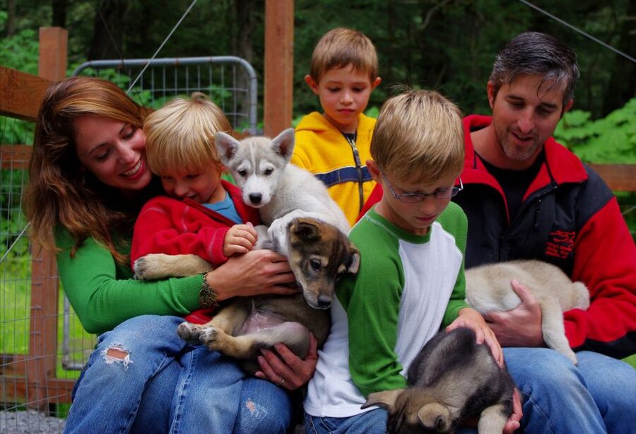 Seward: Summer Dog Sled Ride and Seavey Estate Tour - The Ride Equipment: Wheeled Sled Cart Basics (and Why It’s Smart)