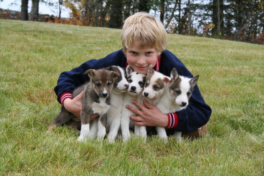 Seward: Summer Dog Sled Ride and Seavey Estate Tour - Coffee, Hot Chocolate, and the Pace of 90 Minutes