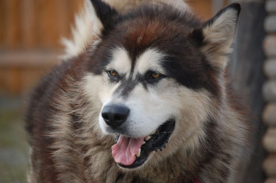 Seward: Summer Dog Sled Ride and Seavey Estate Tour - Who This Seward Tour Is Perfect For