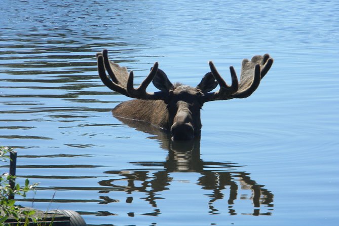 Seward to Anchorage Cruise Transfer and Private Tour - Why this private Seward-to-Anchorage transfer beats a basic ride