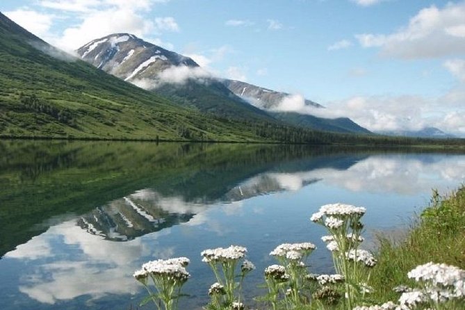 Seward to Anchorage Cruise Transfer and Private Tour - Stop 6: Beluga Point for history and seasonal belugas