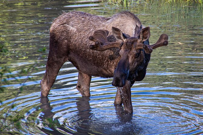Seward to Anchorage Cruise Transfer & Wildlife Tour - Byron Glacier Trail: The Guided Walk Part
