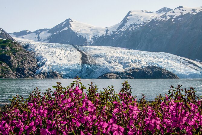 Seward to Anchorage Cruise Transfer & Wildlife Tour - Girdwood Stop for Optional Lunch: Food With Local Flavor