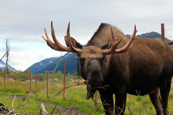 Seward to Anchorage Wildlife Adventure - Should You Book the Seward to Anchorage Wildlife Adventure?
