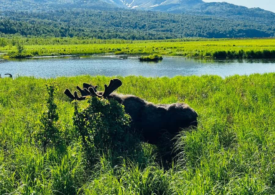 Seward: Transit Tour to Anchorage with Wildlife Center - Should you book this Seward to Anchorage wildlife tour?