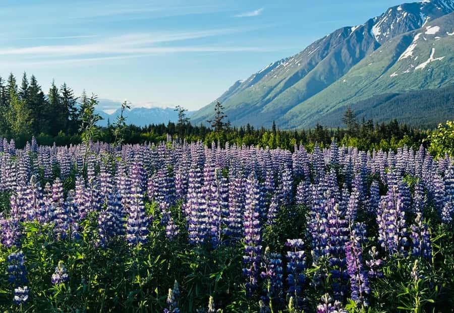 Seward: Transit Tour to Anchorage with Wildlife Center - The Alaska Wildlife Conservation Center: your main wildlife hit