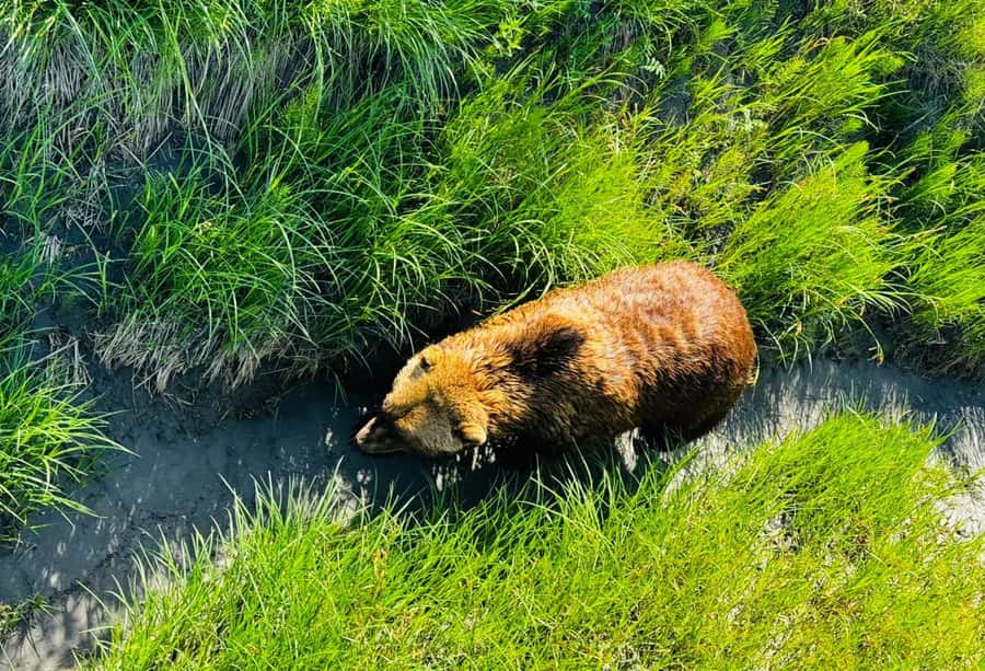Seward: Transit Tour to Anchorage with Wildlife Center - Anchorage ending: wildlife viewing plus an easy handoff
