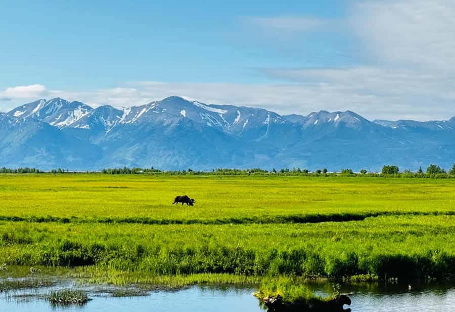 Seward: Transit Tour to Anchorage with Wildlife Center - Who this tour suits best (and who may want a different plan)