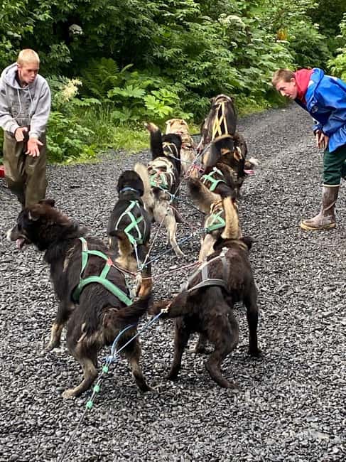 Seward: Turning Heads Kennel Tour & Dog Sled Ride - The 1.5-Mile Dog Sled Ride You’re Really Booking For