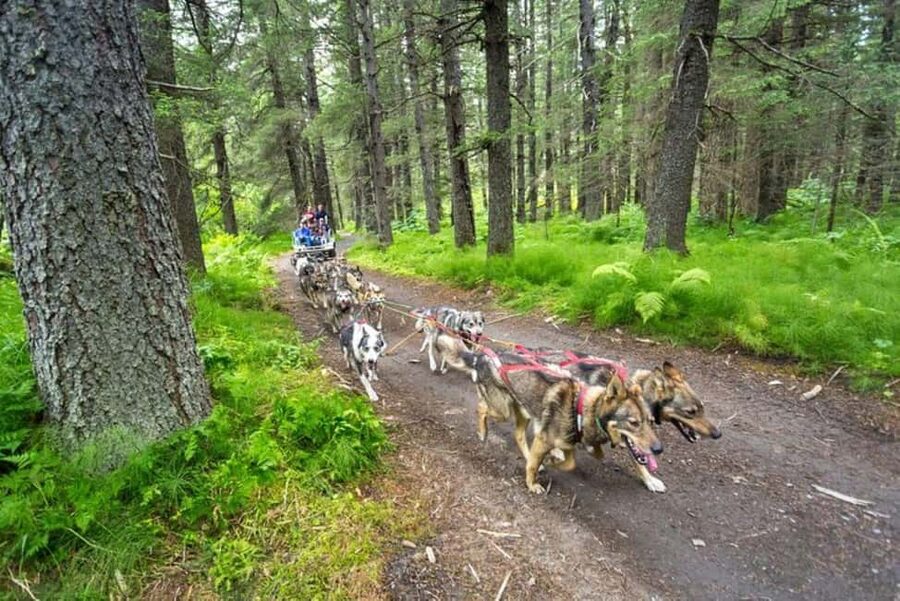 Seward: Turning Heads Kennel Tour & Dog Sled Ride - Puppy Time With Alaskan Huskies: What to Expect (and How to Do It Right)