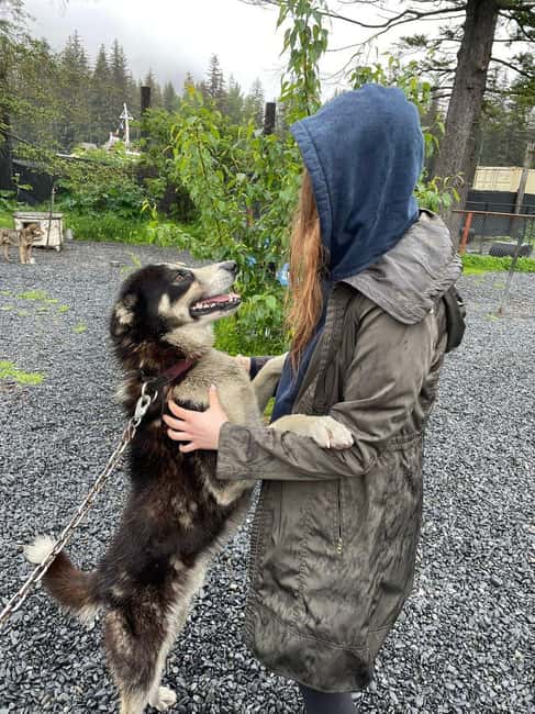 Seward: Turning Heads Kennel Tour & Dog Sled Ride - Price, Value, and Why $89 Can Make Sense Here