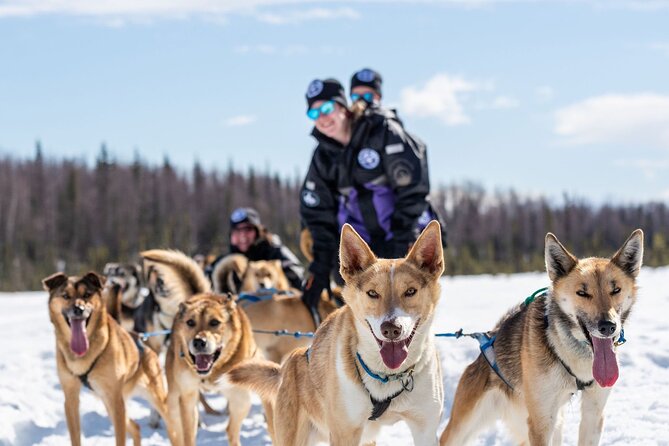 Sled Dog Ride and Scenic Drive from Anchorage - Puppy time: rules first, then cuddly chaos (from a distance)