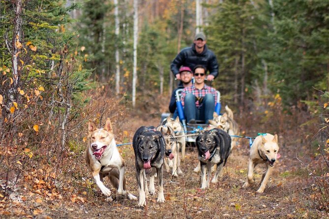 Sled Dog Ride and Scenic Drive from Anchorage - The 20–30 minute overland sled ride: what you’re really buying