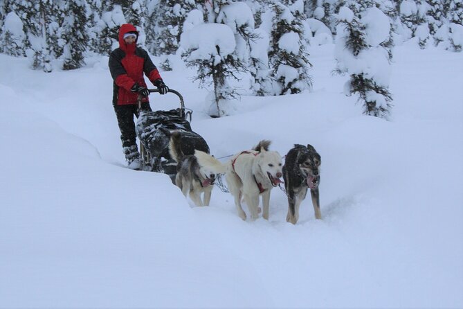 Small-Group Dog Sledding Experience in Sterling - Key things I’d circle before you book