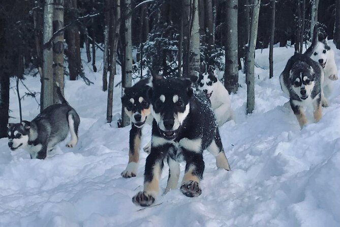 Small-Group Dog Sledding Experience in Sterling - Sterling small-group dog sledding starts with an easy meeting