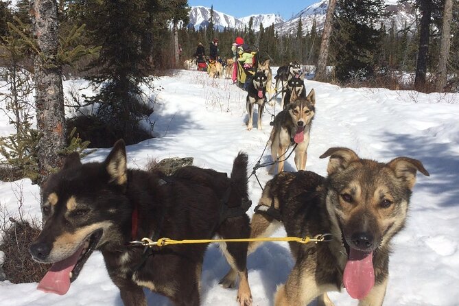 Small-Group Dog Sledding Experience in Sterling - What you’ll do back at the kennel (and why it’s worth it)