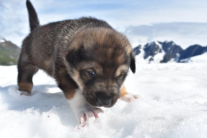 Small-Group Dog Sledding Experience in Sterling - Weather reality and how it affects your plan