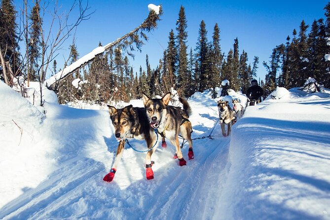 Small-Group Dog Sledding Experience in Sterling - Who should pick this Sterling mushing tour
