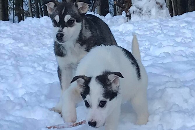 Small-Group Dog Sledding Experience in Sterling - Mitch Seavey’s farm: learning why the dogs love to run