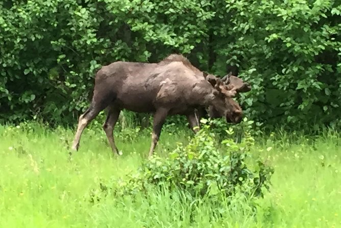 Stunning Turnagain Arm Tour: "A Must See Destination" - Beluga Point: panoramic views and how to manage sighting expectations