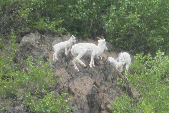 Stunning Turnagain Arm Tour: "A Must See Destination" - Portage Valley: glaciers, a rainforest walk, and why fog changes everything