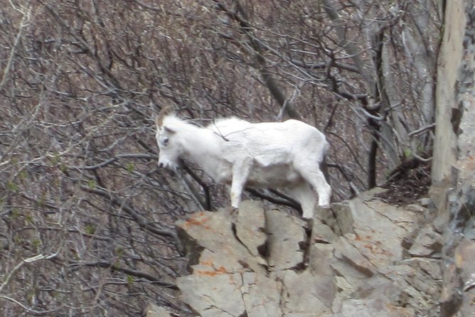 Stunning Turnagain Arm Tour: "A Must See Destination" - Portage Day Lodge stop: snack timing without derailing the tour