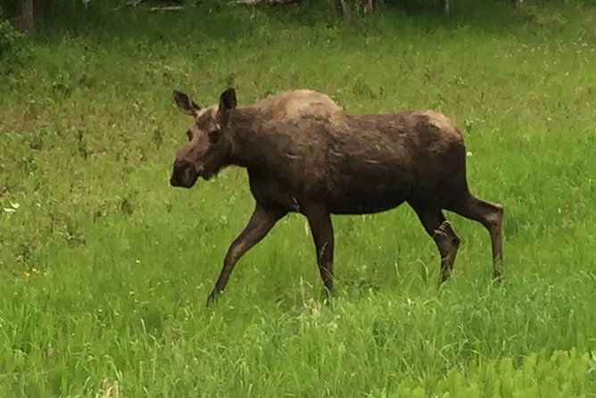 Stunning Turnagain Arm Tour: "A Must See Destination" - Potter Marsh boardwalk: one of Anchorage’s easiest wildlife scans
