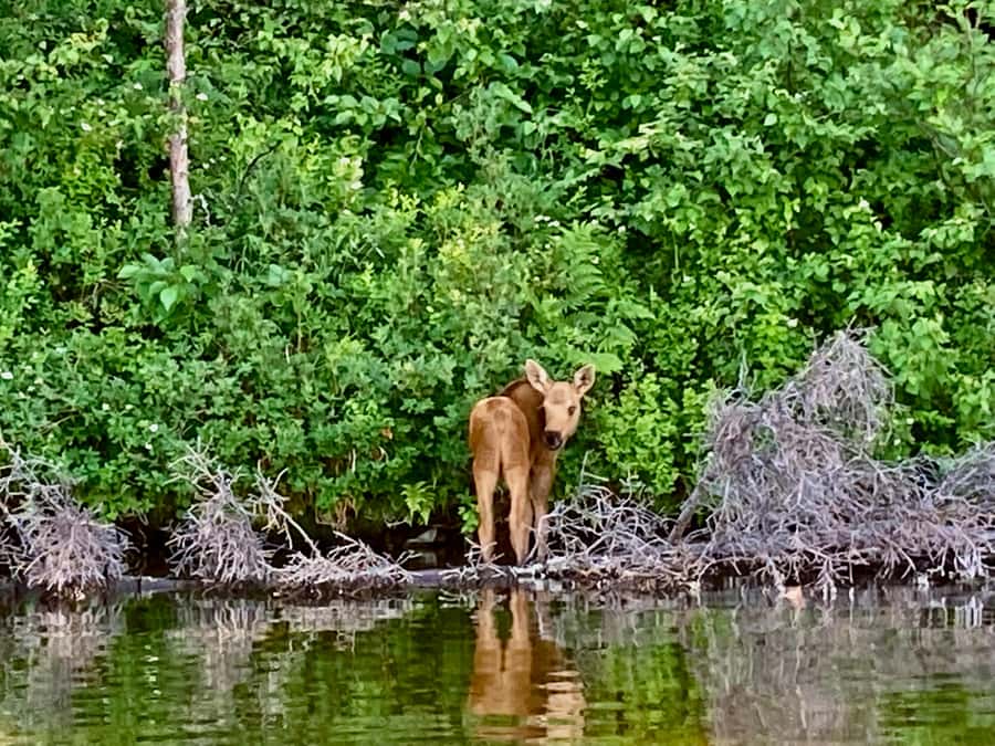 Talkeetna Lakes Park: Sit-On-Top Kayak Tour - Meeting Up in Talkeetna: Pickup Options That Actually Match Your Day