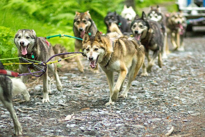 Turning Heads Kennel Dogsledding Experience & Tour - Arriving at Turning Heads Kennel: where the tour starts