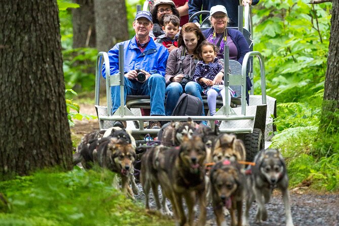 Turning Heads Kennel Dogsledding Experience & Tour - The wheeled cart ride through the woods: your 2 km of pulling power