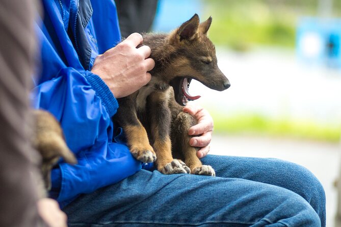 Turning Heads Kennel Dogsledding Experience & Tour - Price and value: is $95 a good deal in Seward?