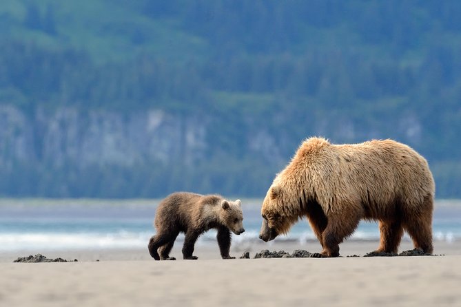 Ultimate Alaskan Adventure: Ocean Wildlife to Interior Wilderness 9 Day/8 Nights - Seward Day 5: Kenai Fjords wildlife and the waterline view