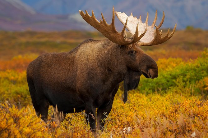 Ultimate Alaskan Adventure: Ocean Wildlife to Interior Wilderness 9 Day/8 Nights - Lake Clark National Park: Bear Mountain Lodge and sea plane access (why the timing matters)