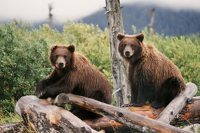 Ultimate Anchorage and Turnagain Arm Private Full Day Tour - Private comfort meets the best of Anchorage and Turnagain Arm