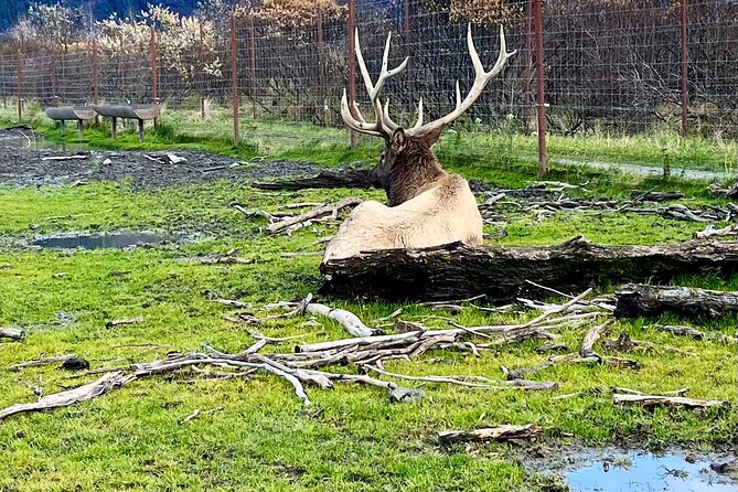 Ultimate Anchorage Summer Wildlife Tour - Key highlights to know before you go