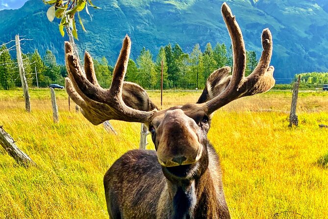 Ultimate Anchorage Summer Wildlife Tour - A half-day wildlife plan from Anchorage (without renting a car)