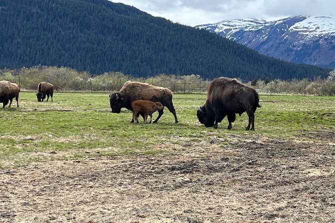 Ultimate Anchorage Summer Wildlife Tour - Small group comfort (and who will enjoy it most)