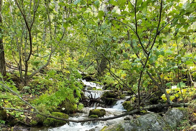 Ultimate Anchorage Summer Wildlife Tour - Practical tips so your day runs smoothly